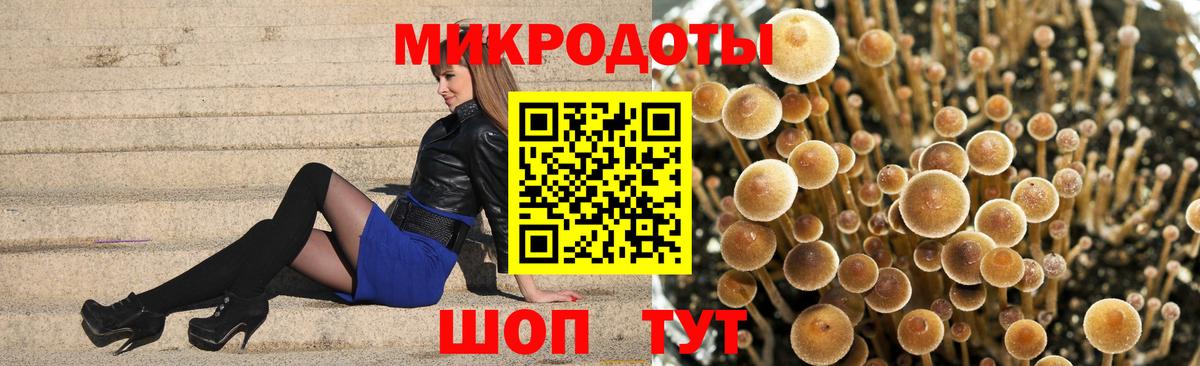 Галлюциногенные грибы Psilocybe Балашов